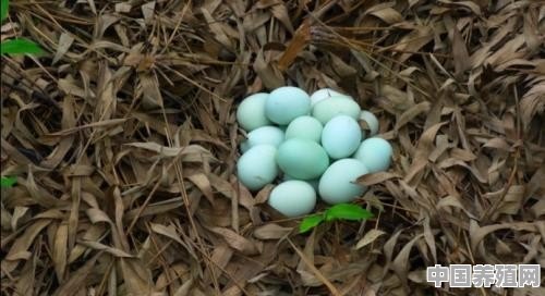 生绿壳蛋的鸡是什么品种鸡 - 中国养殖网