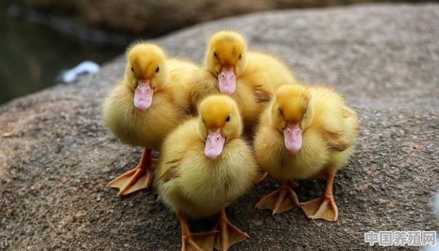 为什么农民不让鸭子孵化小鸭子？家鸭不会孵蛋是真的吗 - 中国养殖网