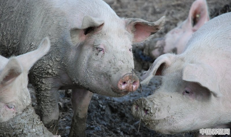 猪养殖宣传标语大全 - 中国养殖网