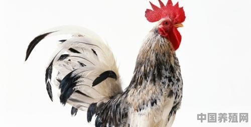 现代养殖鸡科技发展现状 - 中国养殖网