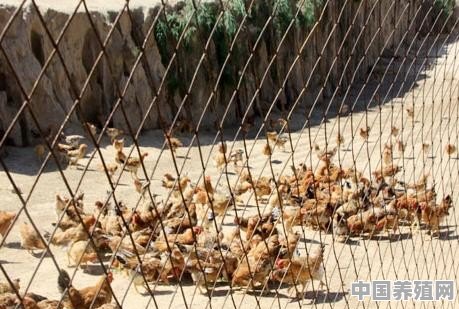 鸡养殖铺木屑好不好 - 中国养殖网