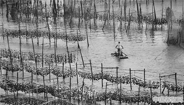钓黄婆鸡季节 - 中国养殖网