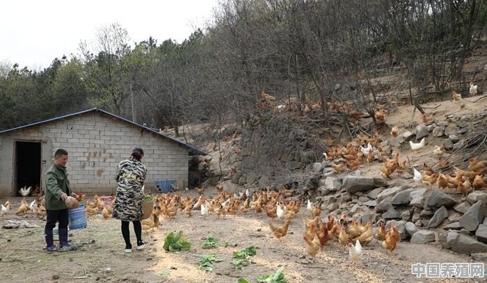 蛋鸭分期养殖技术 - 中国养殖网