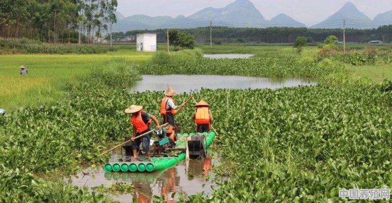 水葫芦清理最快的方法 - 中国养殖网