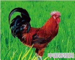 平原农村养殖鸡场地址 - 中国养殖网