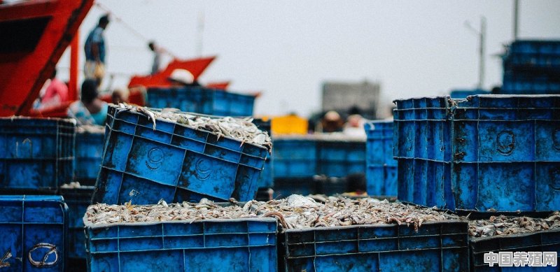 养殖黑头鱼利润 - 中国养殖网