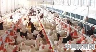 两斤半的小土鸡多久能出栏 - 中国养殖网