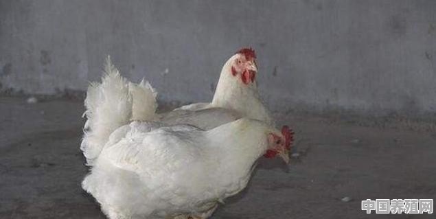 无量山乌骨鸡和岩鹰鸡的区别 - 中国养殖网
