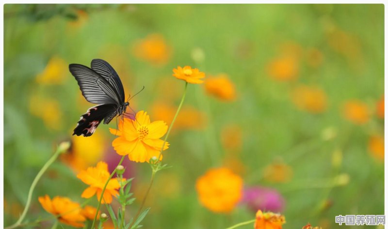 你拍到过哪些漂亮的蝴蝶照片，可以分享一下吗 - 中国养殖网