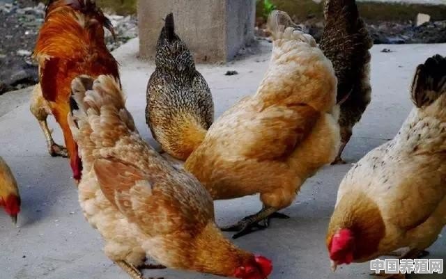 六千雏鸡怎么养殖 - 中国养殖网