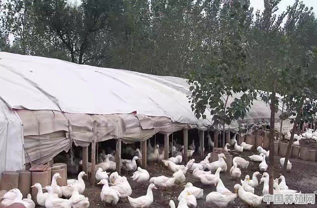 番鸭养一个月能长多少斤 - 中国养殖网