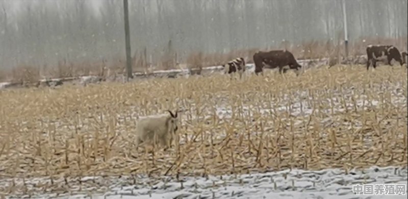 养殖什么品种的羊最好 - 中国养殖网