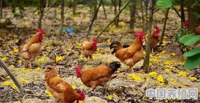 养殖真正香鸡品种 - 中国养殖网