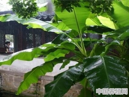芭蕉盆栽养殖方法和注意事项 - 中国养殖网