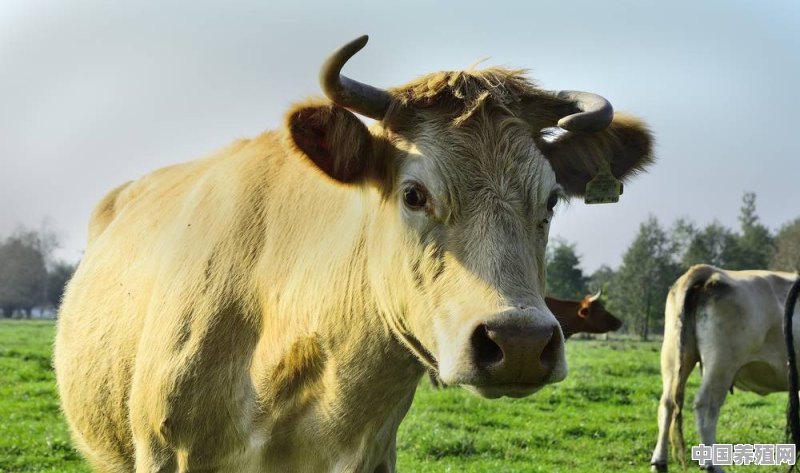 传统养殖牛成本高 - 中国养殖网