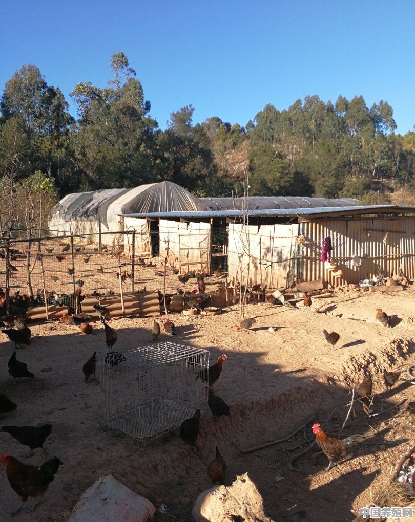在农村养鸡有哪些常见病需要防治呢 - 中国养殖网