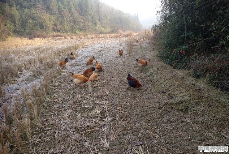 湖北养殖鸡断粮视频 - 中国养殖网