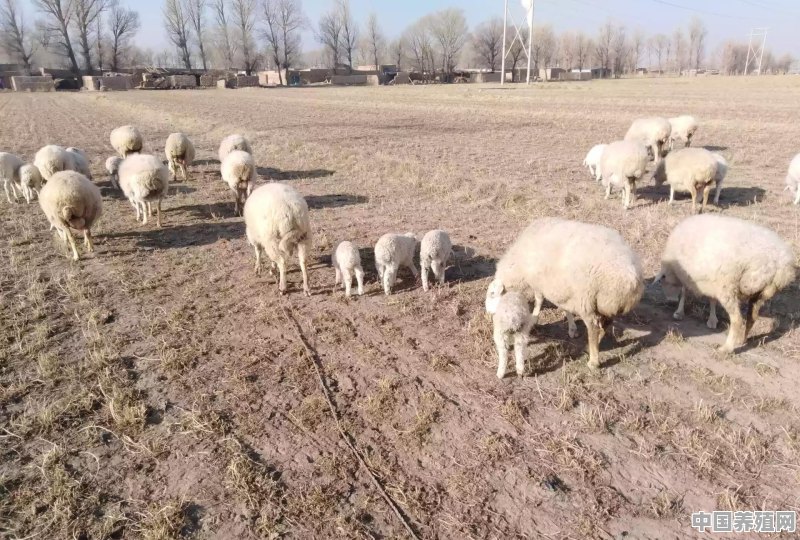 养殖业养羊目前价格多少 - 中国养殖网