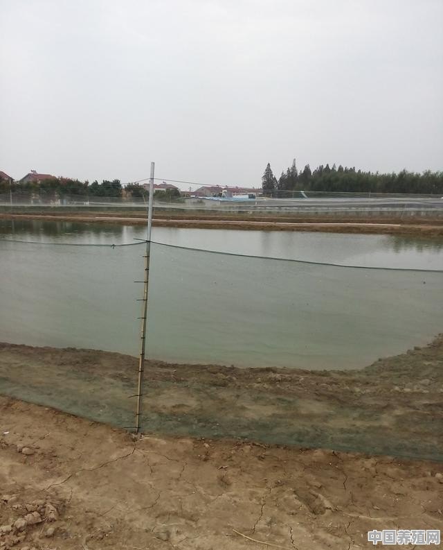 三亩鱼塘的养殖方法 - 中国养殖网