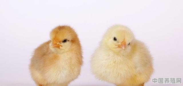 养殖的鸡性别是什么 - 中国养殖网