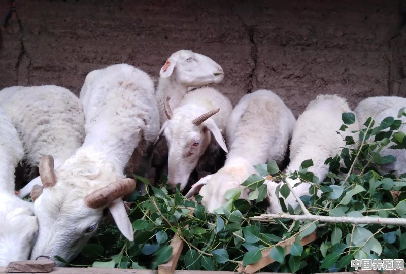养殖吃草的羊有哪些羊种类 - 中国养殖网