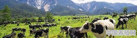 山西大同养牛基地 - 中国养殖网