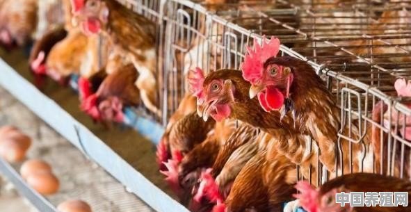 怀远养殖鸡批发市场 - 中国养殖网