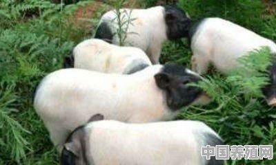 湖州巴马香猪养殖基地 - 中国养殖网