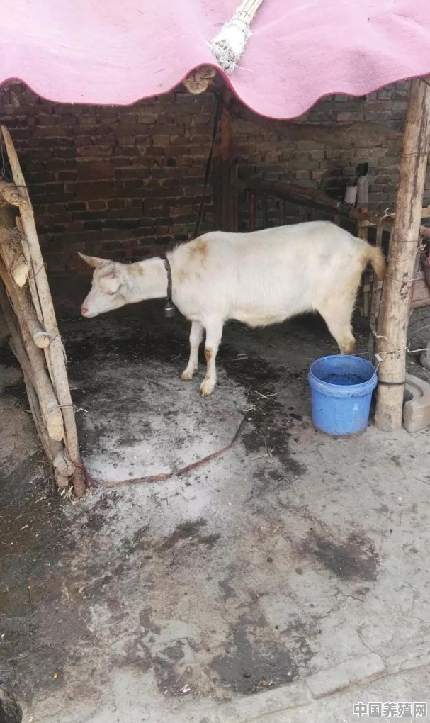 新疆农民养殖羊补贴政策 - 中国养殖网