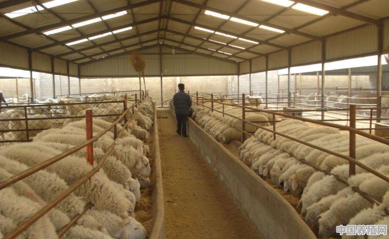 养羊养殖场拆迁补偿标准 - 中国养殖网