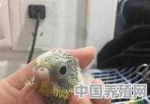 虎皮鹦鹉的幼崽怎么养 - 中国养殖网