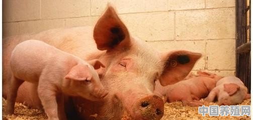 一头猪养到300斤能吃多少成本 - 中国养殖网
