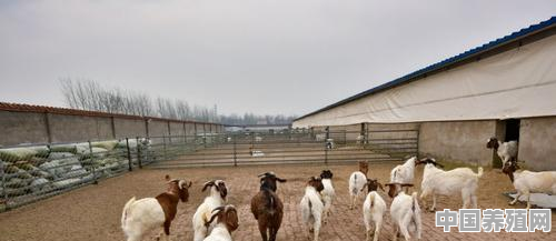奶山羊围栏尺寸 - 中国养殖网