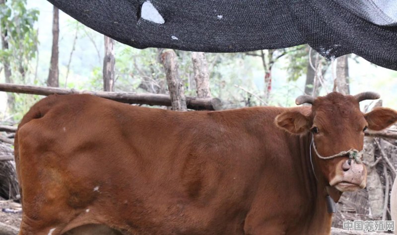 牛场养殖设备报价清单 - 中国养殖网