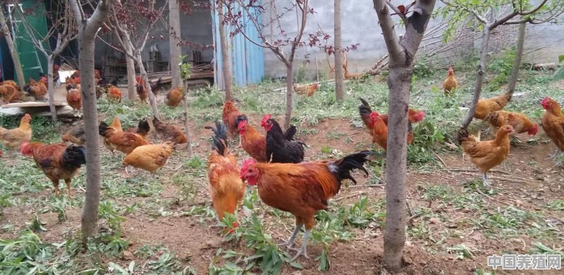山区溜达鸡养殖 - 中国养殖网
