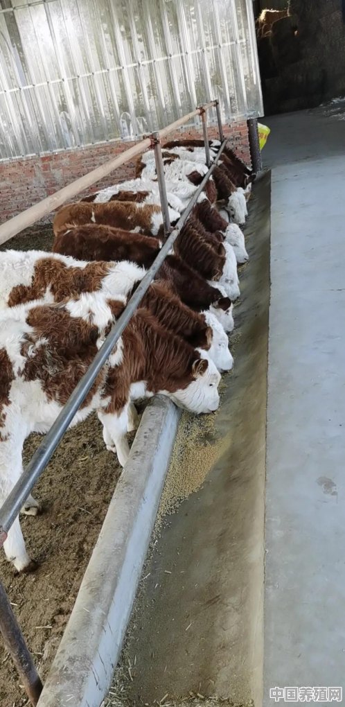 喂牛养殖业 - 中国养殖网