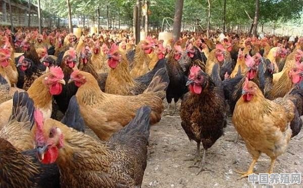 固始鸡怎么养殖的 - 中国养殖网