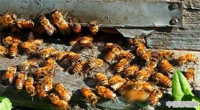 蜜蜂北方过冬喂糖的正确方法 - 中国养殖网