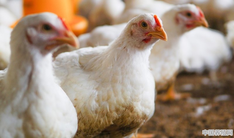 在肉鸡养殖中，鸡如果得了呼吸道，应如何对症用药 - 中国养殖网
