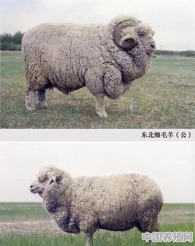黑龙江哪里的羊最好养殖呢 - 中国养殖网