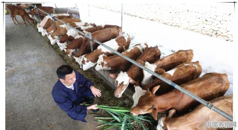 宝宝能吃养殖的猪肉吗 - 中国养殖网
