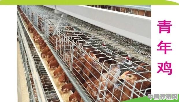 五千只鸡的养殖场需要办环评报告吗 - 中国养殖网