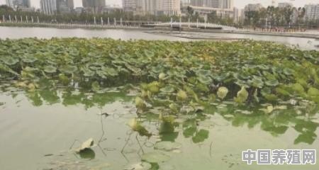 蓝藻怎么养殖方法视频 - 中国养殖网