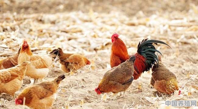 鸡气囊炎养殖注意事项 - 中国养殖网