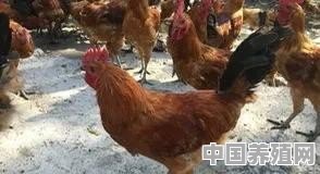 中速鸡养殖技术视频 - 中国养殖网