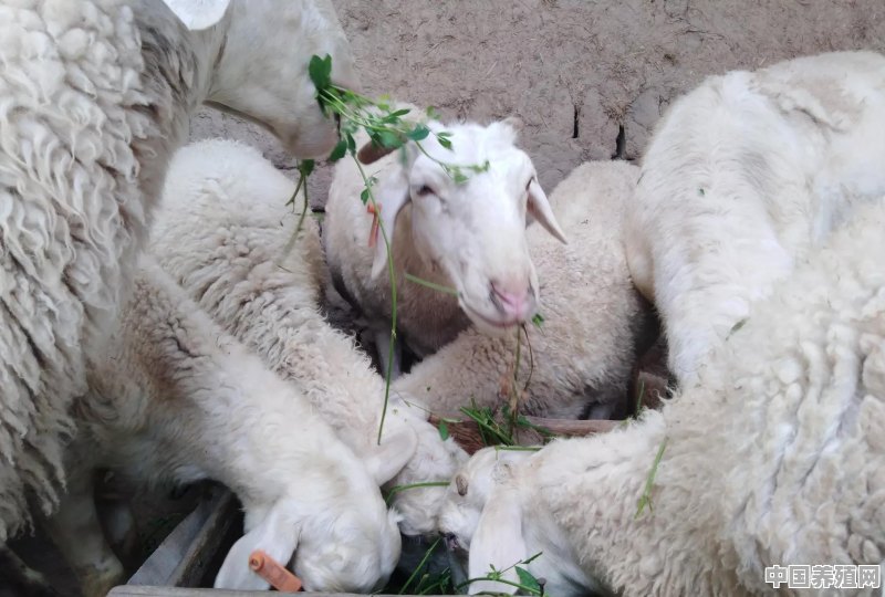 怎么养殖羊繁殖最快 - 中国养殖网