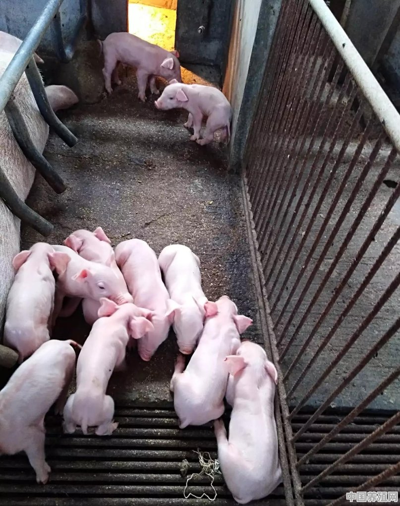 猪养殖管理模式有哪些 - 中国养殖网