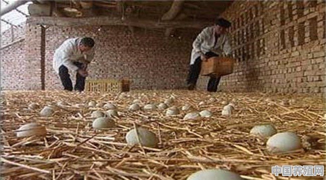 放养蛋鸭的养殖 - 中国养殖网