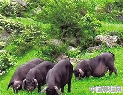 土猪露天养殖方法 - 中国养殖网