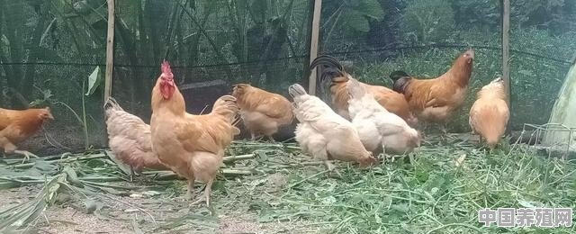 怎样养殖生态鸡 - 中国养殖网